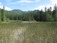 Wetlands at Liard Hot Springs